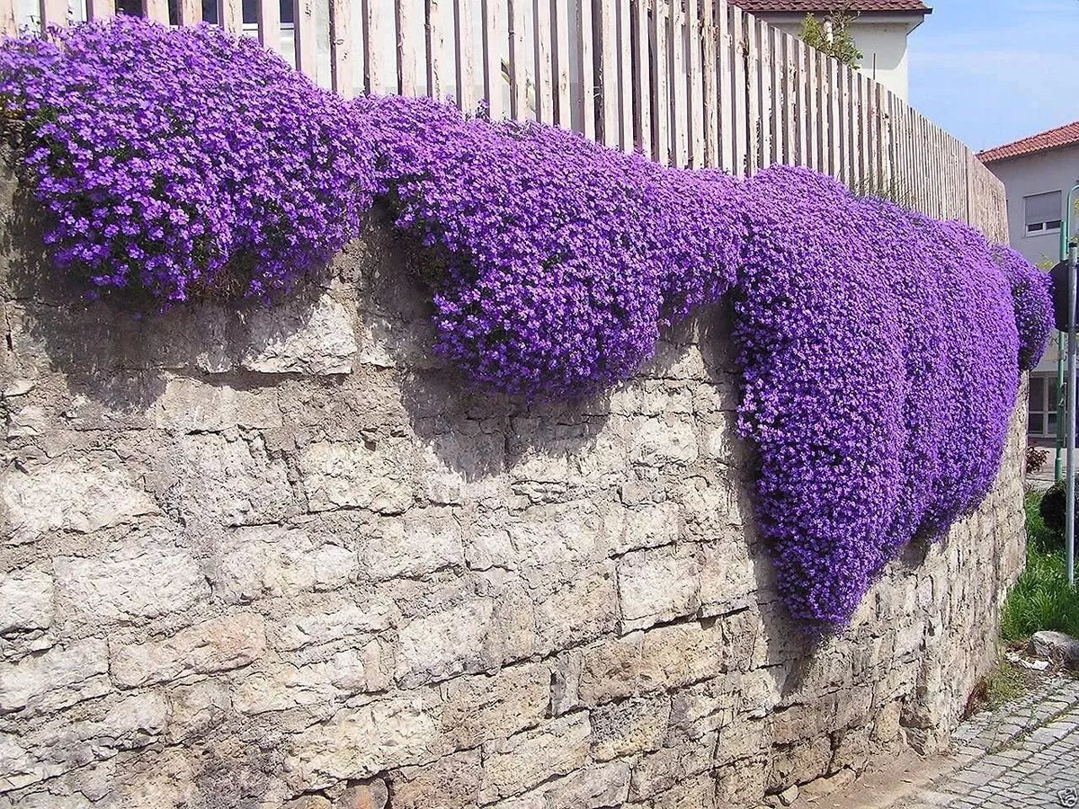 Aubrieta Seeds - 100 Cascade Purple Flower Seeds, Rock Cress, Perennial, Ground Cover