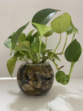 Pothos Indoor Live Plant Cuttings 3PC 7in-10in Well Rooted in Water (Epipremnum aureum)