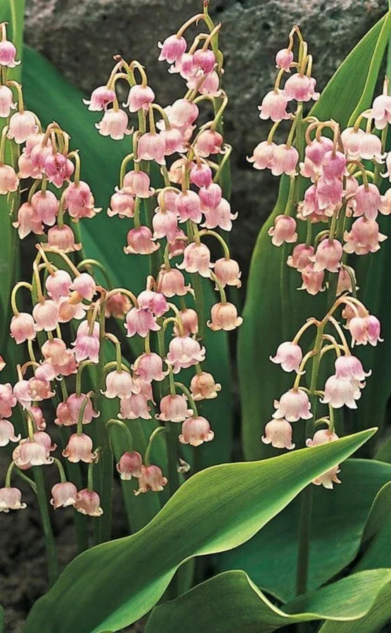 Pink Lily of the Valley Roots - 5 Pack May Lily May Bells (Convallaria majalis)