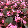 Begonia Seeds - Cocktail Gin PT - Set of 100 Seeds - Begonia spp. - Non-California Shipping - Gardening Supplies