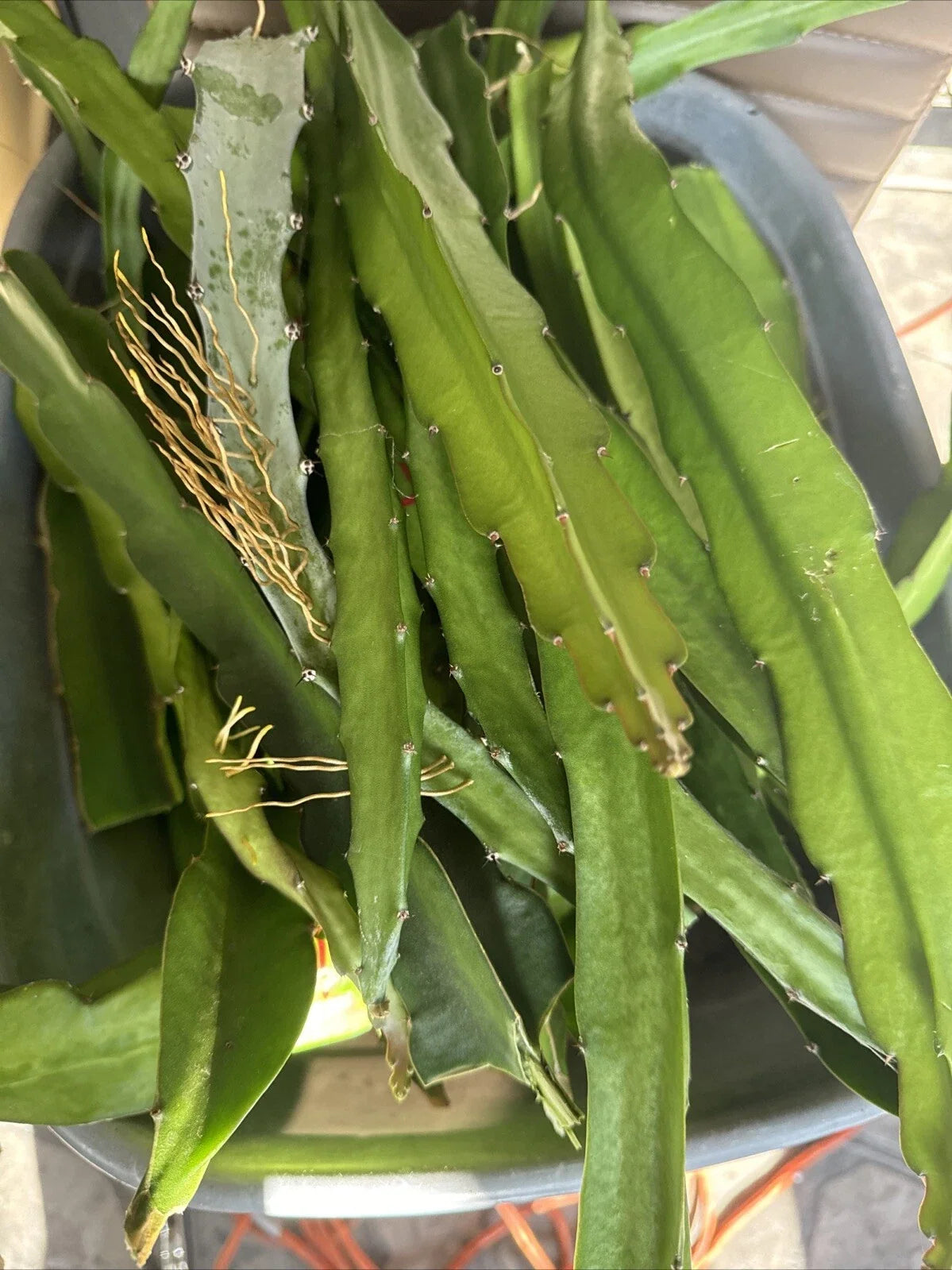 Dragon Fruit Cuttings 8+ Inches - Graffiti Variety - Hylocereus undatus