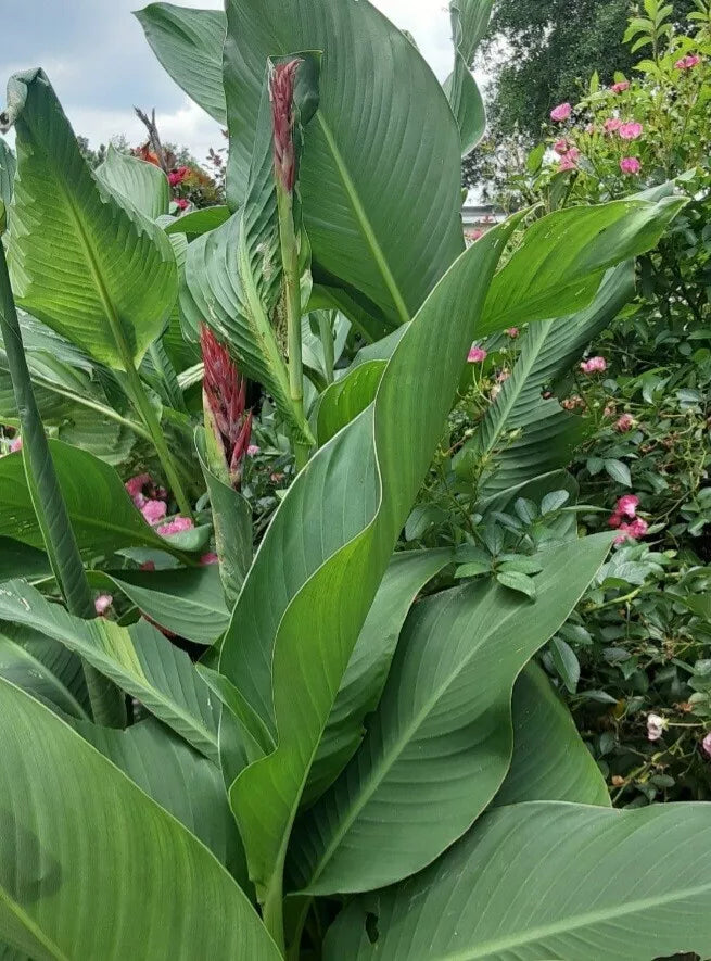 Canna Lily Bulbs (2) - Red Flowers, Tall Growth, Large Green Foliage - Canna indica
