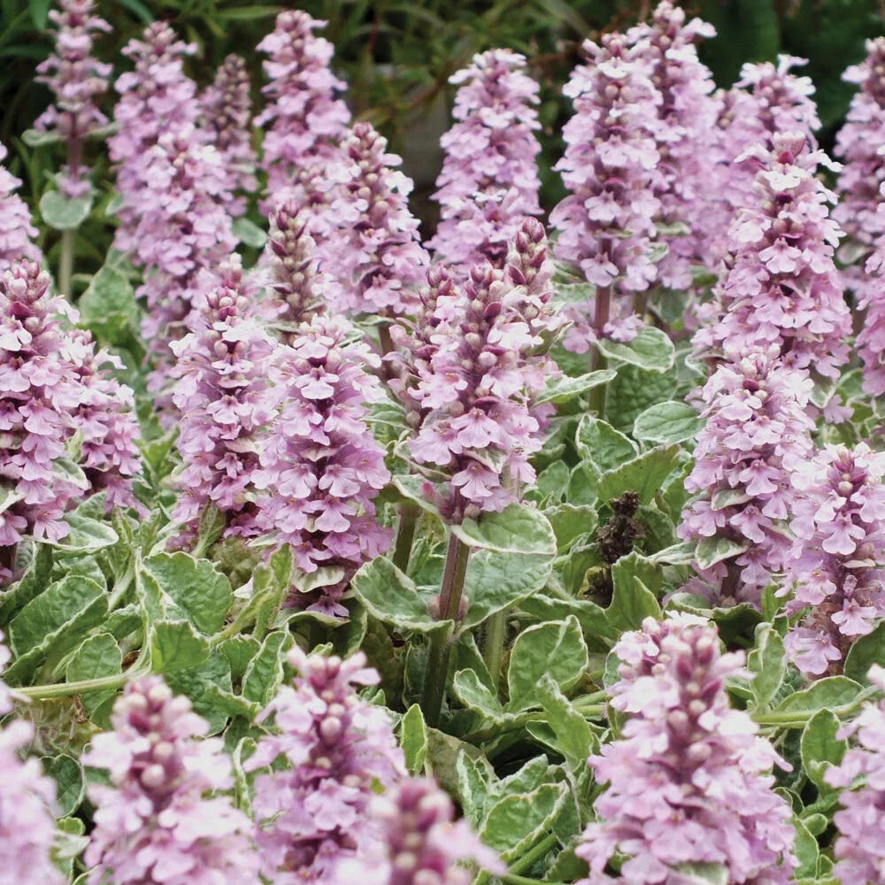Ajuga Live Plant - Pink Lightning Variegated Ground Cover Hardy Perennial Blooms - Ajuga reptans