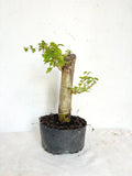 Parrot's Beak Plant - Pre-Bonsai - Gmelina philippensis - Fat Trunk Indoor Bonsai Tree