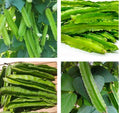 Winged Bean Seeds - 20+ Seeds, Dragon Bean, ??u R?ng Sigarilyas - Free Shipping in the US