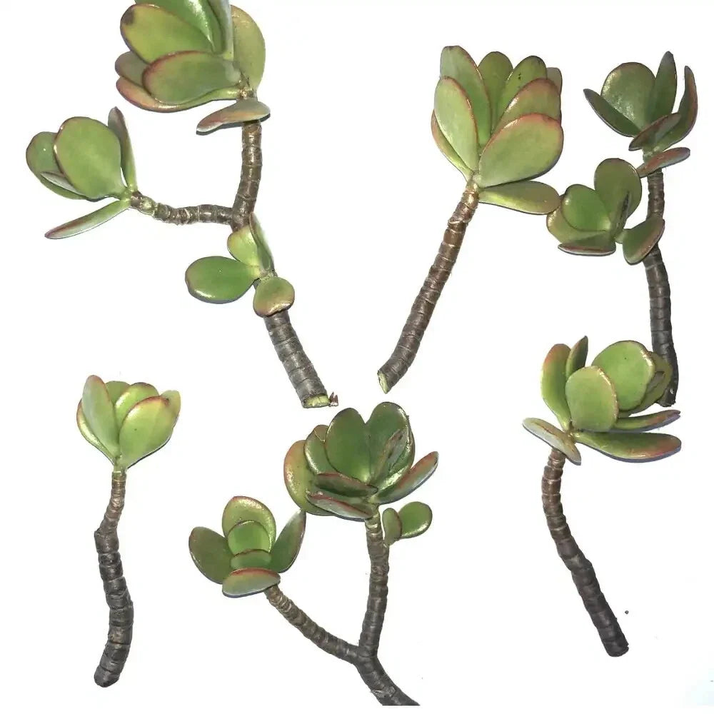 Jade Succulent Cuttings 2/ea Fresh | Fast Growing, Easy to Root | Crassula ovata
