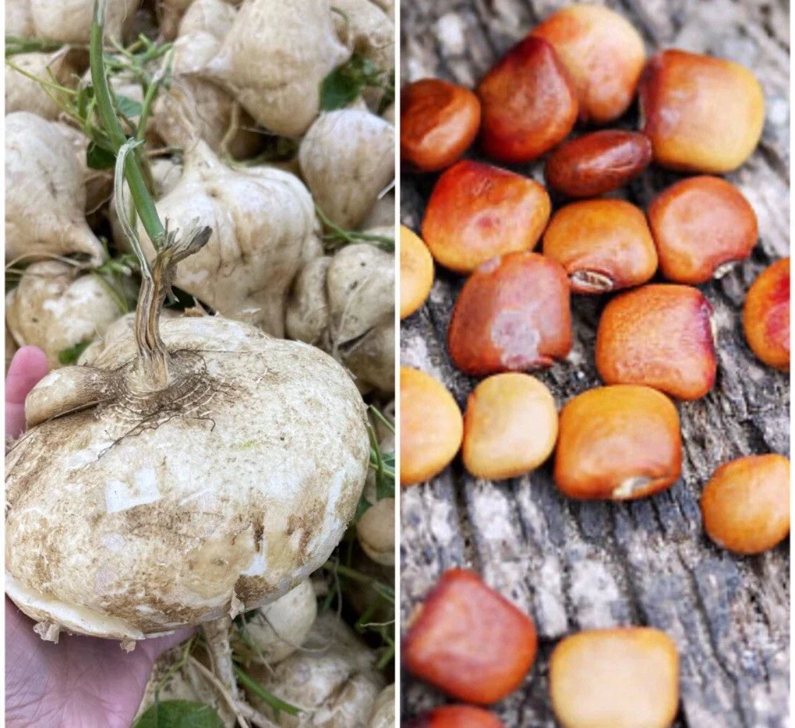 Jicama Seeds - 20+ Premium True Mexican Yam Bean Turnip Potato | Free Seeds Included, Delicious Edible Root Vegetable
