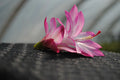 Christmas Cactus Starter Plant - Angel Wings - Schlumbergera Truncata - Well Rooted Plant, Perfect for Holiday Decor
