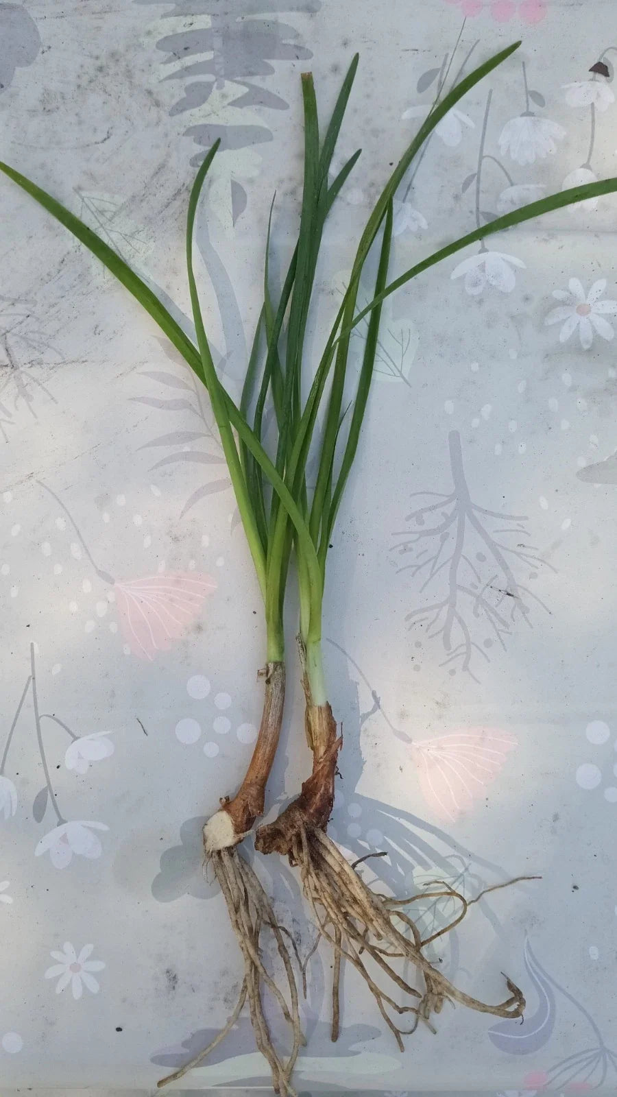 Society Garlic (Tulbaghia violacea) Rooted Plants - Set of 2 | Fragrant Flowers, Edible Leaves