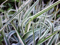 Reed Canary Grass Seeds (1,000 Seeds) - Ornamental Grass - Phalaris arundinacea