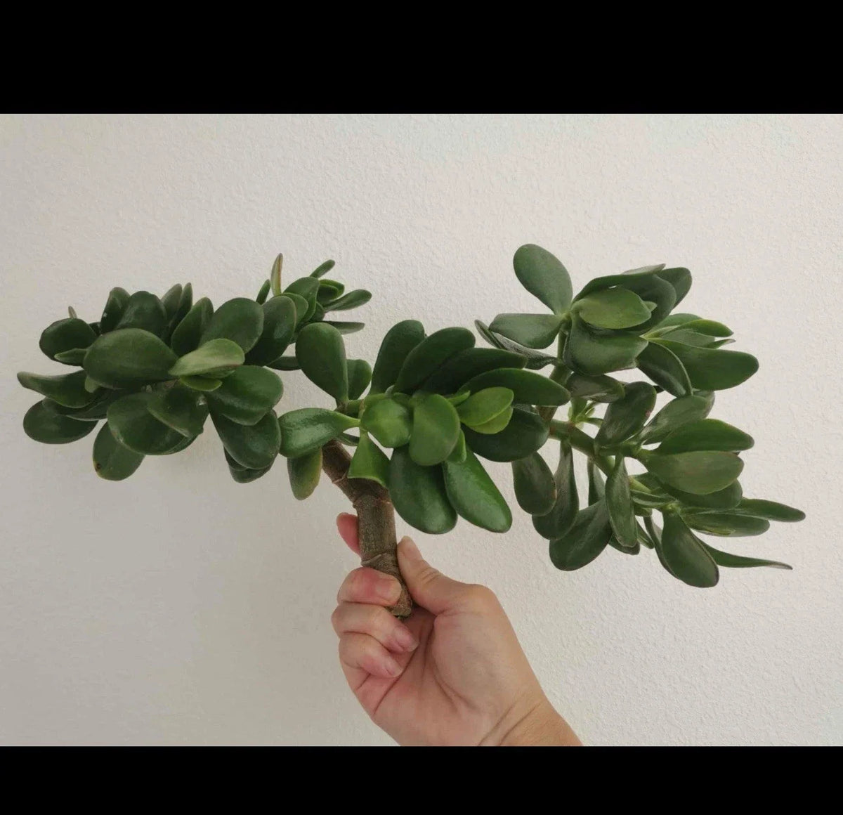 Thick Cutting Jade Plant Succulent 0.75-1 Inch Crassula ovata - Two Pieces