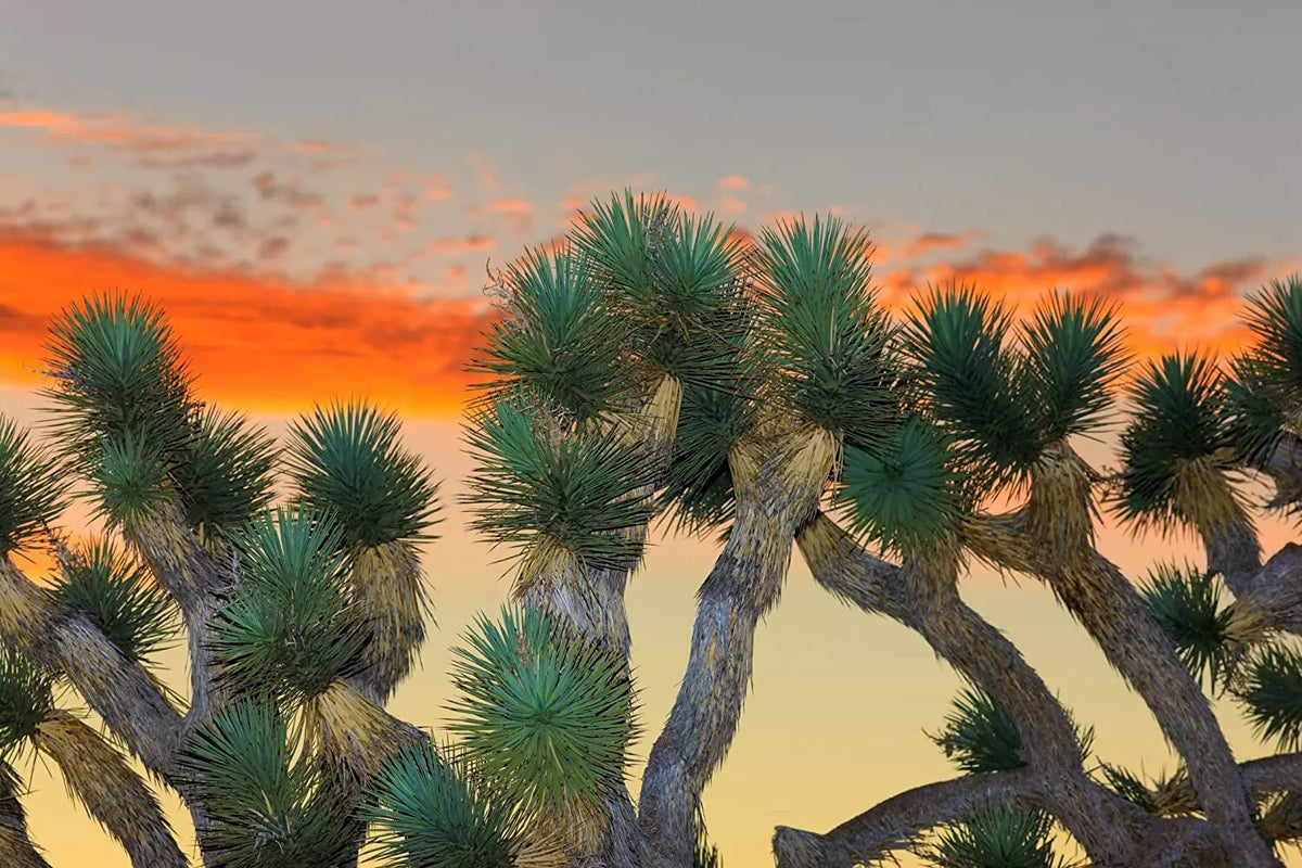 Joshua Tree Bonsai Seeds - 10 Count - Grow Unique Joshua Tree (Yucca brevifolia) Bonsai Plant from Seeds