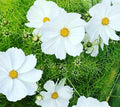 Cosmos Flower Seeds - White Purity - 40 Seeds - Cosmos bipinnatus