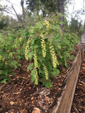 Currant Cuttings (8 Pack) – 5–10" Hardwood Cuttings: 4 Pink Champagne & 4 Primus White