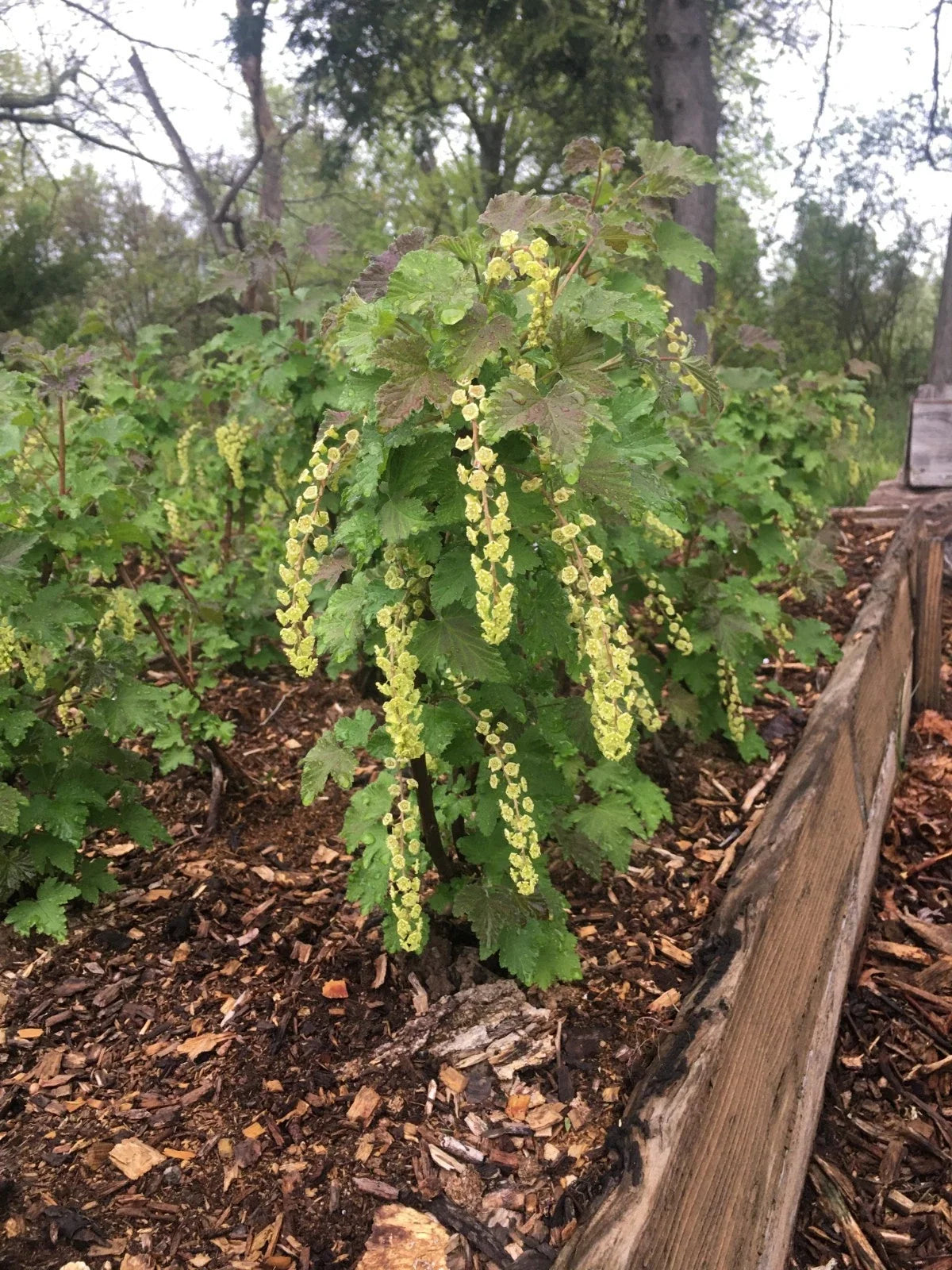 Currant Cuttings (8 Pack) – 5–10" Hardwood Cuttings: 4 Pink Champagne & 4 Primus White