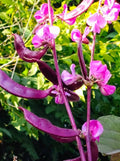 Purple Moon Hyacinth Bean Seeds - 10+ Seeds - Lablab Purpureus - Edible Ornamental Vine