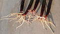 Red Mangrove Propagules - 5 Live Rhizophora mangle Propagules for Aquariums & Tanks