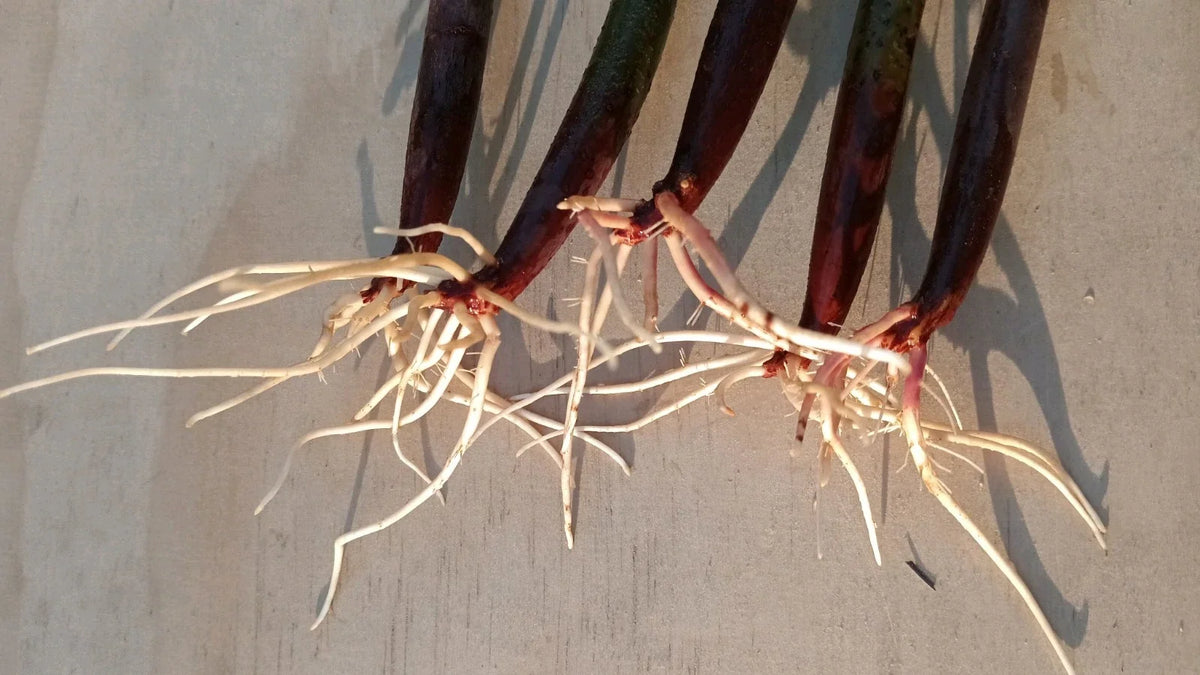 Red Mangrove Propagules - 5 Live Rhizophora mangle Propagules for Aquariums & Tanks