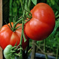 Burpee's Big Boy Tomato Seeds - 10+ Organic Hybrid Seeds - Non-GMO - Heirloom Variety - Solanum lycopersicum