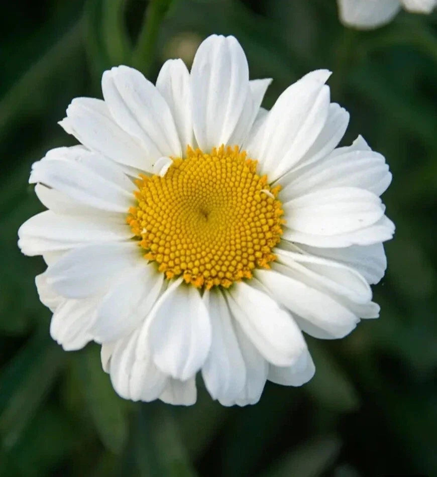 Sweet Daisy Jane Shasta Daisy - Bare Root Perennial Plant - Summer Blooming Gold, White, Yellow Flowers - Leucanthemum × superbum