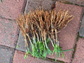 Garlic Chives (Allium tuberosum) - 50 Fresh Bare Root Live Plants