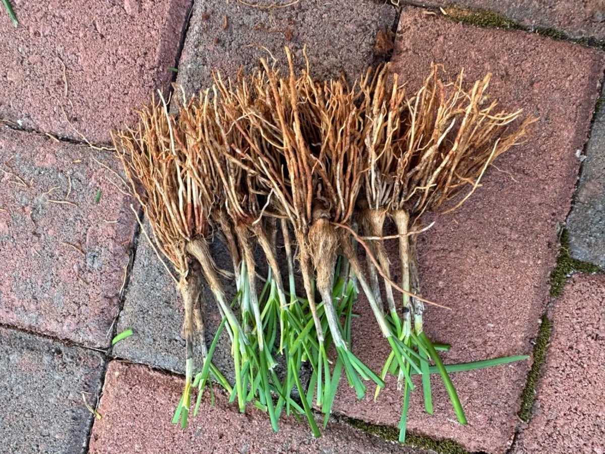 Garlic Chives (Allium tuberosum) - 50 Fresh Bare Root Live Plants