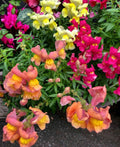 Snapdragon Seeds - Magic Carpet Mix - 200 Easy Grow Seeds - Antirrhinum majus