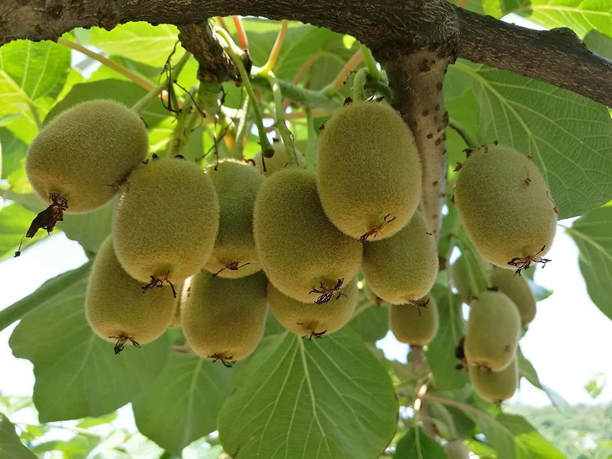 Bonsai Kiwi Tree Seeds 50 Seeds Actinidia Chinensis Planting Kit Green Fruit Variety