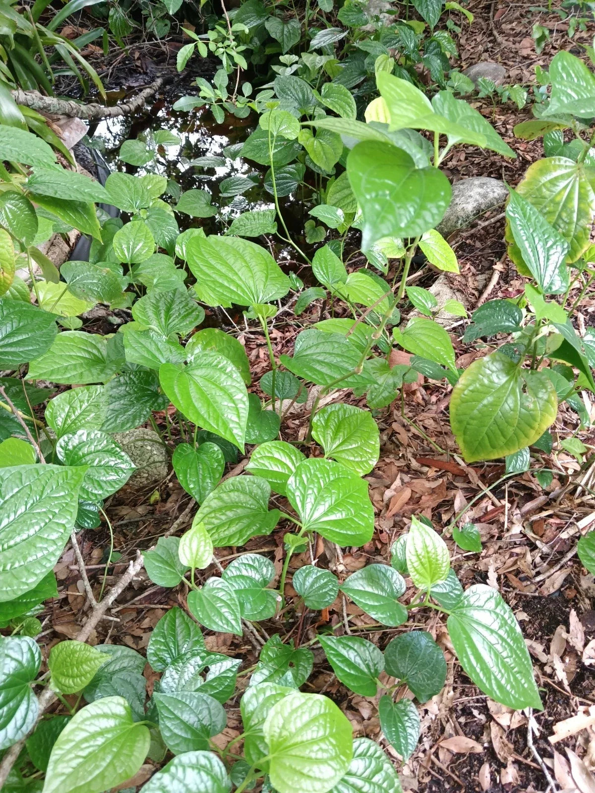 Large Rooted Piper sarmentosum Plant | Lolot Wild Pepper Leaf | Edible Herb for Cooking