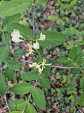 Winter Honeysuckle Shrub, Bare Root, Fast Growing & Fragrant, Lonicera fragrantissima - Hardy Blooming Plant for Garden