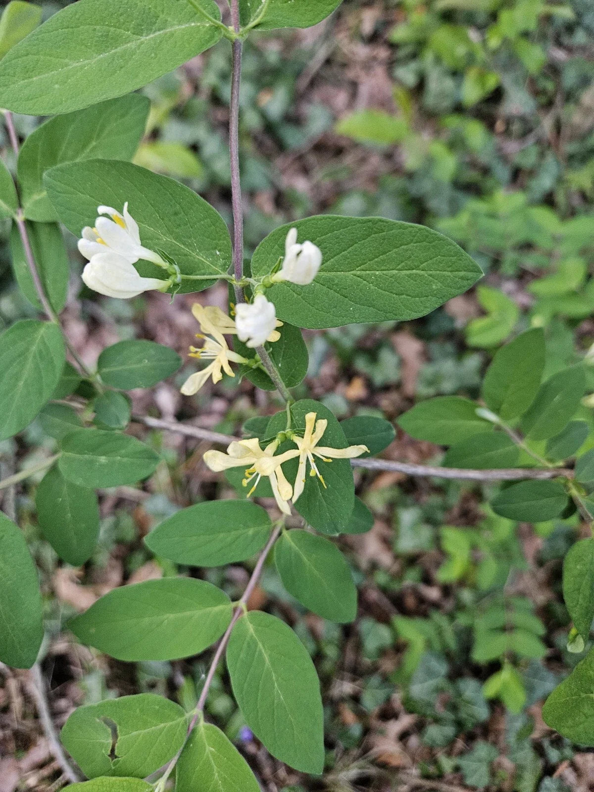 Winter Honeysuckle Shrub, Bare Root, Fast Growing & Fragrant, Lonicera fragrantissima - Hardy Blooming Plant for Garden