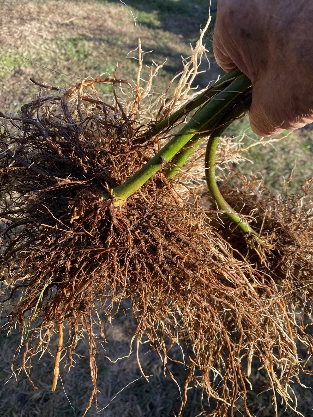 Triple Crown Thornless Blackberry Bare Root Plants - 5 Pack