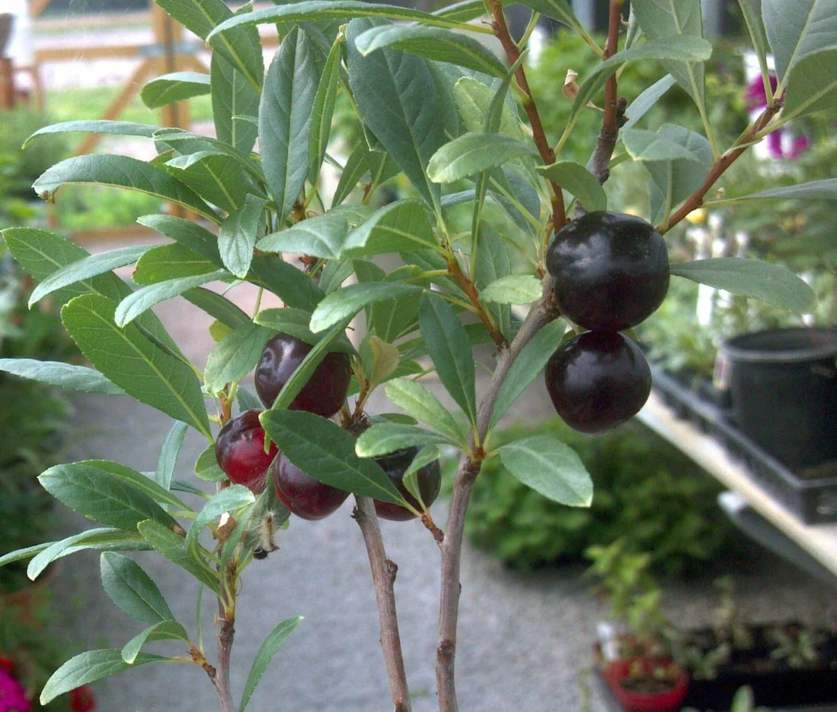 Hansens Bush Cherry Plant - Rooted, 4-5 ft, Self-Pollinating, Prunus Besseyi, Zones 2-8, Organic, Fruiting, Sweet Tart Berries