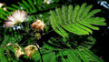 Mimosa Seeds - Persian Silk Tree - Pink Flowers - Albizia julibrissin - Garden Planting