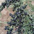 Black Goji Berry Seeds - 10+ Pack - Lycium ruthenicum - Superfood, Antioxidant, Herbal Plant Seeds - Free Shipping