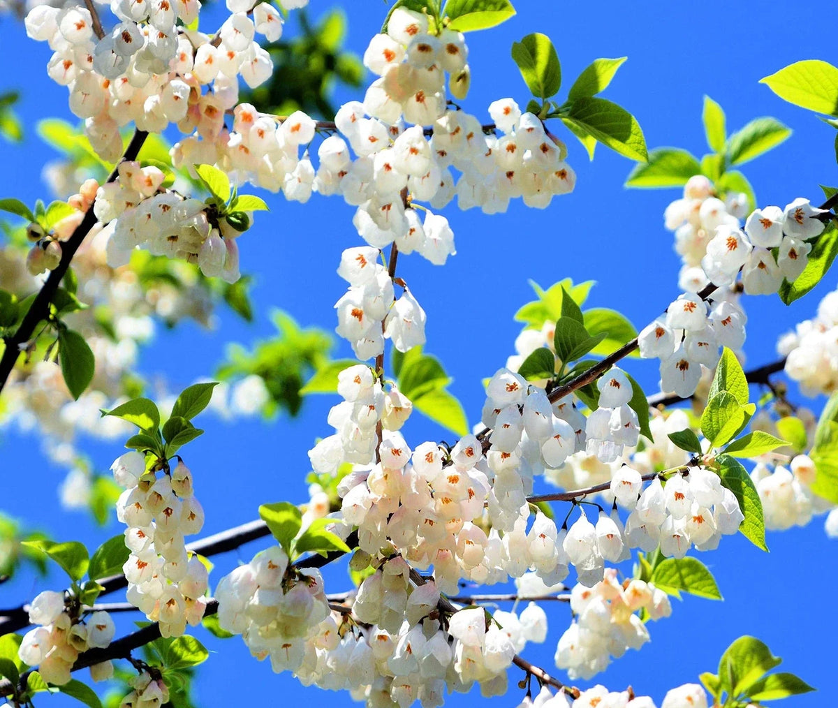 Carolina Silverbell Tree Seeds - 6 Large Seeds Halesia carolina - Native Tree Seeds for Planting