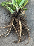 Comfrey Live Root (Symphytum officinale) – Ready to Plant Drought-Resistant Perennial Herb