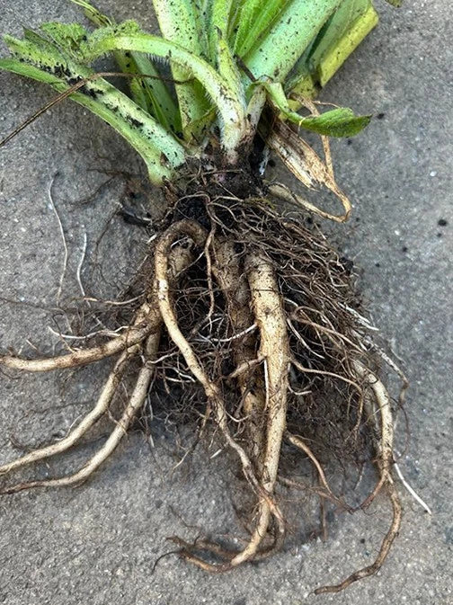 Comfrey Live Root (Symphytum officinale) – Ready to Plant Drought-Resistant Perennial Herb