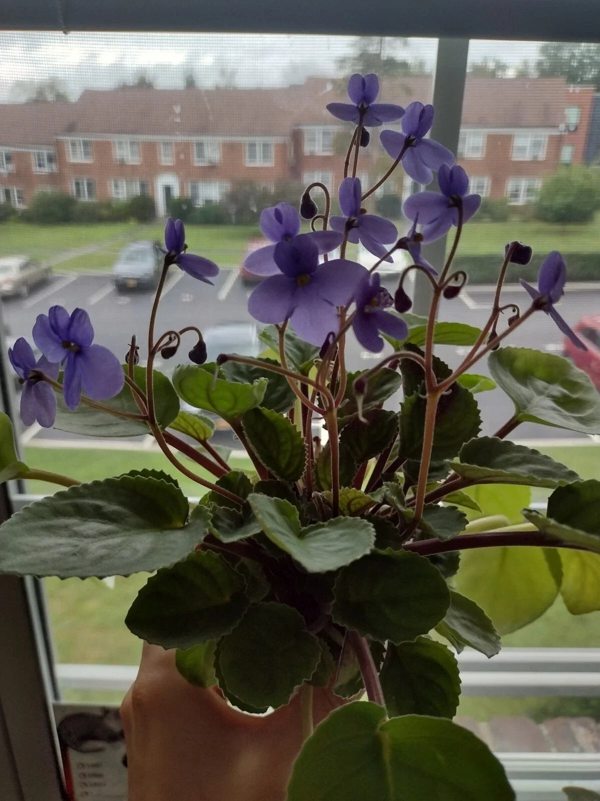 African Violet Cuttings - 2 Fresh Unrooted Leaves - S. Rupicola Species Violet