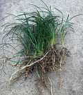 Mondo Grass Bare Root Plants (Ophiopogon japonicus) – 15 Evergreen Ground Cover