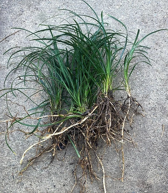 Mondo Grass Bare Root Plants (Ophiopogon japonicus) – 15 Evergreen Ground Cover