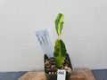 Variegated Dragon Fruit Plant - Hylocereus undatus - Tropical Succulent - Unique Garden Addition
