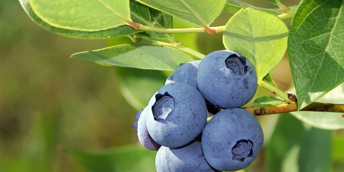 Blueberry Seeds 50 Seeds Organic Vaccinium Cyanococcus Perennial Fruit