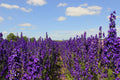 Pacific Giant Delphinium Seeds - King Arthur Variety, 25+ Seeds, Flowering Plant, Delphinium elatum - Free Shipping