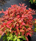 Nandina Heavenly Bamboo 4" Pot - Evergreen Shrub, Ornamental, Toxic Berries, Nandina domestica