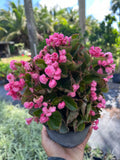 Live Pink Begonias Plant - Easy Care with Stunning Blooms - Begonia spp.