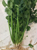 6 Live Bare-Root Celery Plants (Apium graveolens) - Heirloom, Cool-Season Transplants