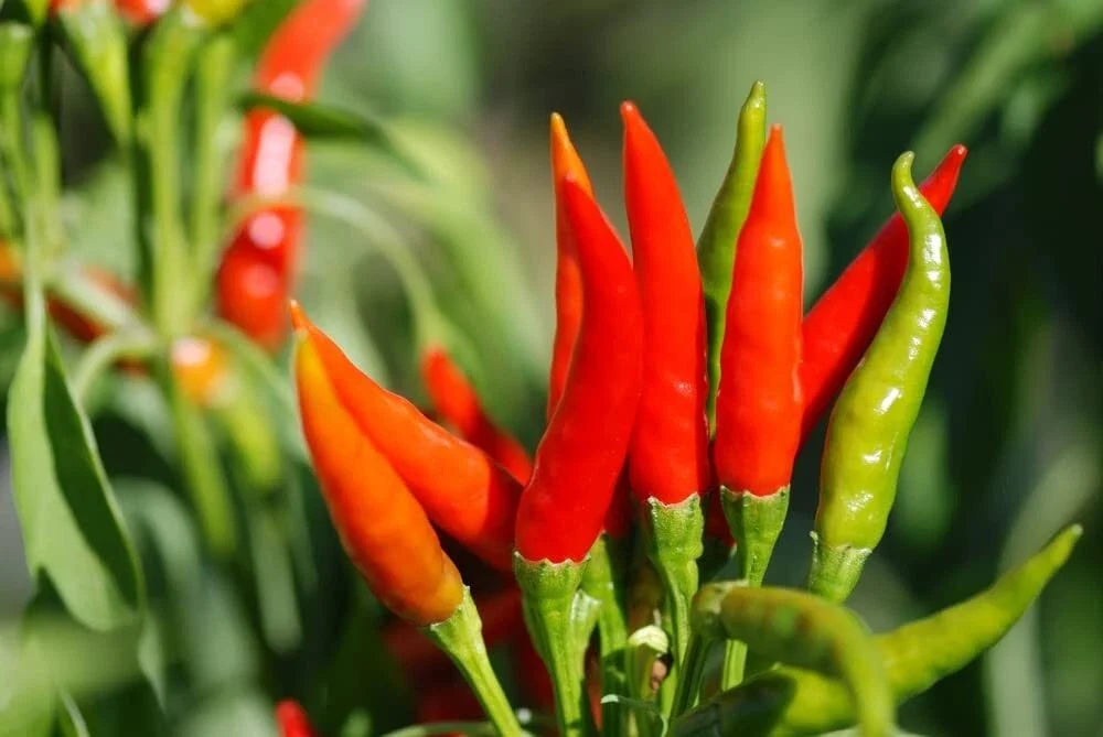 Tabasco Hot Pepper Seeds - 100 Pack - Spicy Variety for Planting - Capsicum frutescens