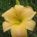 Hemerocallis Daylily 'Eurasia' 1 Fan Bareroot Live Starter Plant - Perennial Flower, Garden Decor
