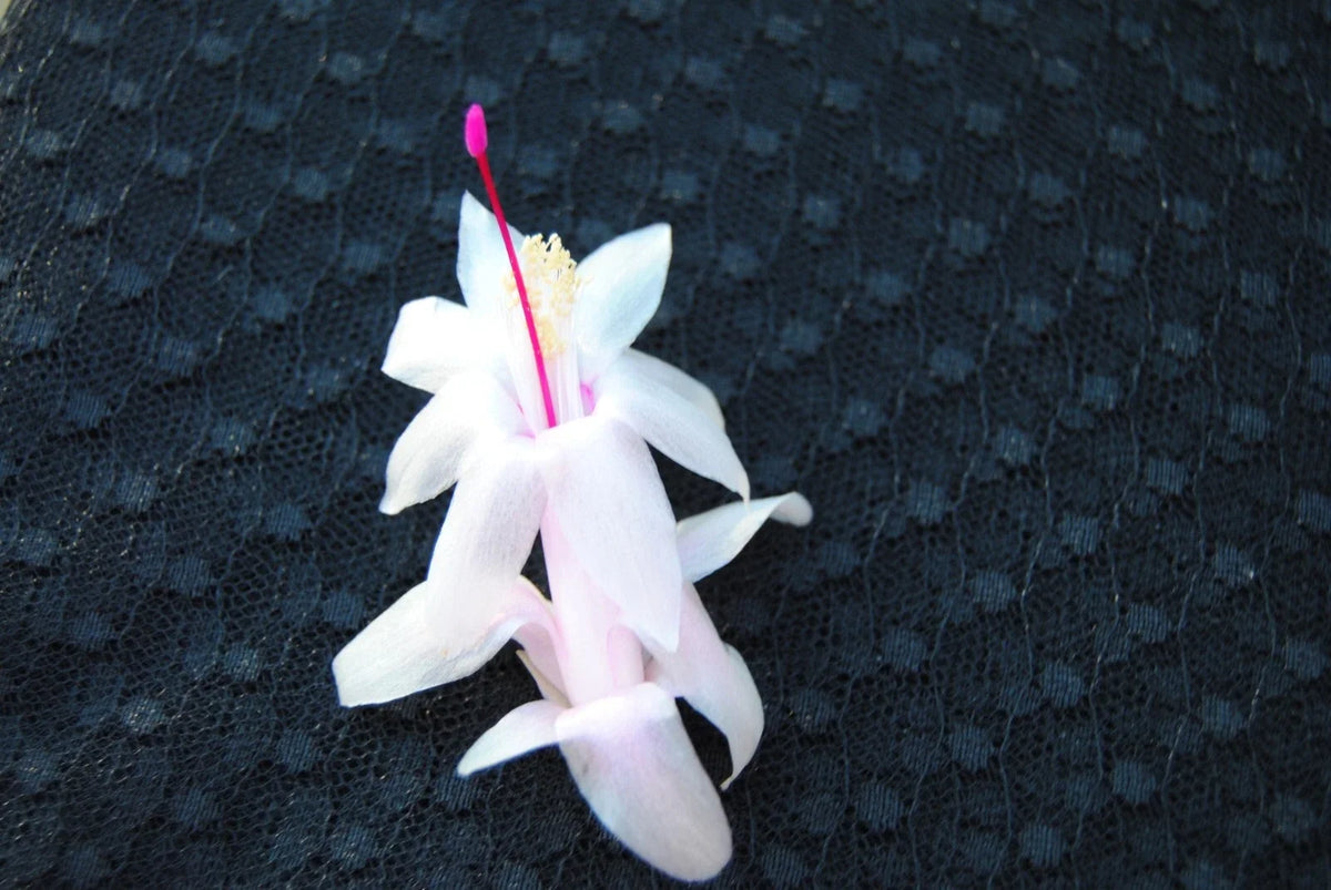 Christmas Cactus Starter Plant - Small Schlumbergera Truncata - Healthy Well-Rooted Succulent for Home Decor